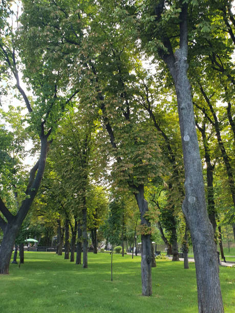 istock City park with benches for rest, green trees, grass 2169860579