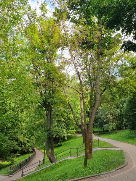 istock A hilly city park with walking paths, beautiful trees 2169860593