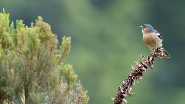 istock Male Azores Chaffinch 2169864758