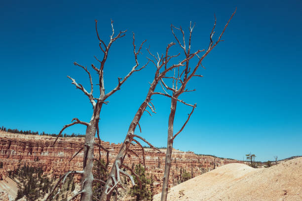 Majestic landscapes of the Bryce Canyon National Park. Hiking during a hot and dry summer day in the Walls Street trail and Navajo loop trail