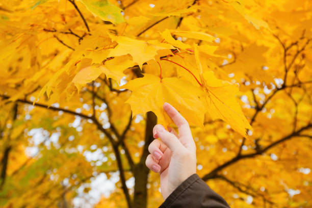 Close-up of a hand gently holding yellow maple leaves in a park during autumn, yellow autumn leaves background