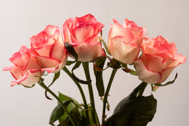 istock Pink and white  beautiful rose isolated on a white background. 2169865356