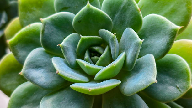 istock Echeveria Desmetiana Succulent Plant 2169865583