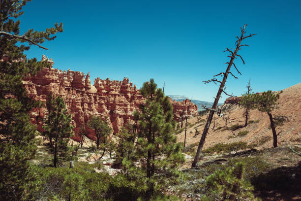 Landscapes in Bryce Canyon National Park