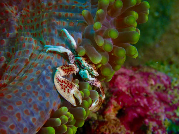 istock Close up of a crab. Anemone crab. 2169867118