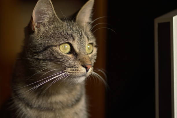 istock Beautiful face of tabby cat looking out the window 2169867491