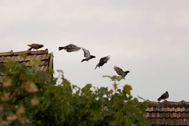 The movement scene of four spotted doves flying in the air is isolated on a white background. Four spotted doves spread their wings in the air with clipping path.