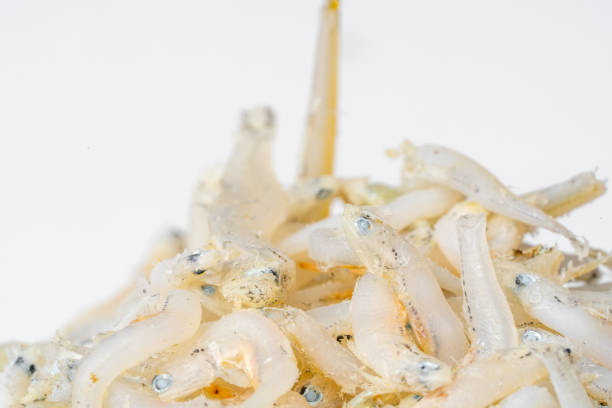 Fresh dried anchovies on White Background. Raw dry salted sea fish. saltwaterforage fish. Ikan asin teri medan.