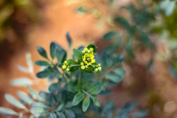 Photographs taken of Brazilian flora. In the state of Santa Catarina in the south of Brazil.
