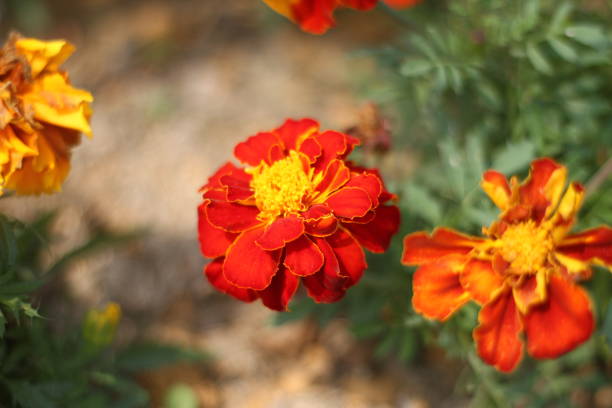 Photographs taken of Brazilian flora. In the state of Santa Catarina in the south of Brazil.