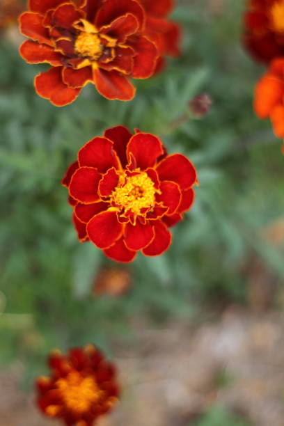 istock Brazilian flowers 2169871742