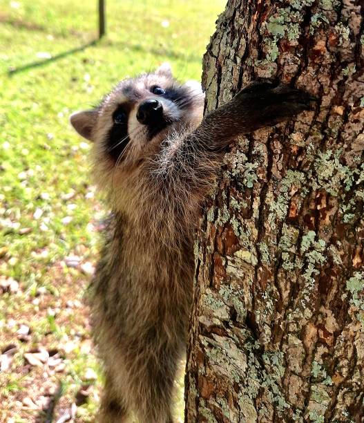 A juvenile raccoon