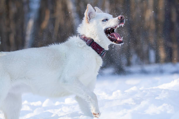 istock White northern sled dog makes a funny face while playing in the snow. 2169875449