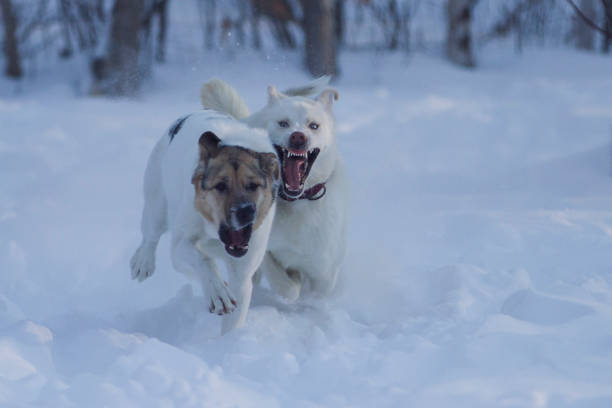 Two sled dogs running through the snow.