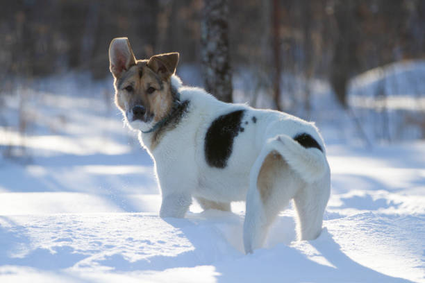 White northern sled dog walking through thick, fresh snow.