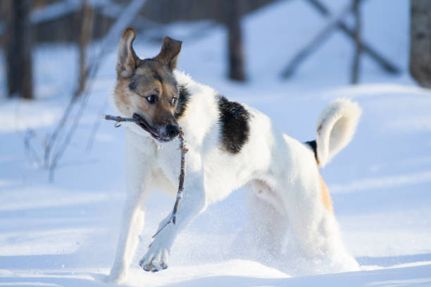 White northern sled dog walking through thick, fresh snow.