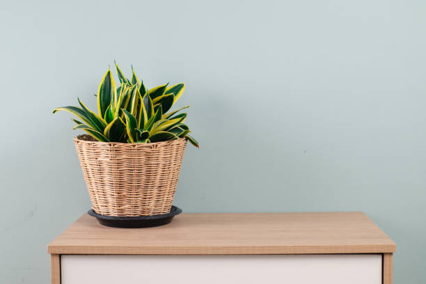 istock Snake plant or Devil Tongue (Sansevieria trifasciata) in flower pot, white pattern wall background on white office storage cabinet. Small evergreen houseplant for modern home decor interior design 2169876273