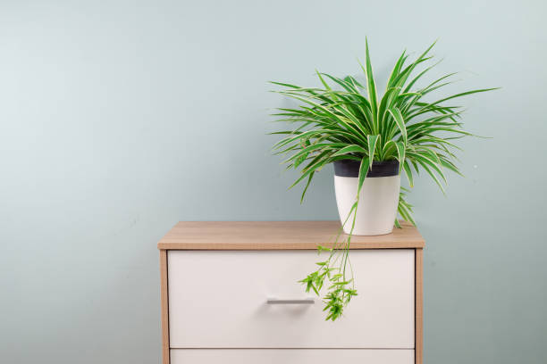 istock Fresh Spider Plant (Chlorophytum bichetii) in white flower pot, isolated on white wall texture background. Colourful flowerpot blooming on office cabinet, home interior decor. House design pattern 2169876280