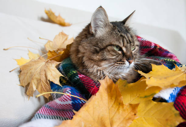 istock Cat in autumn in a cozy blanket, close-up. 2169876879
