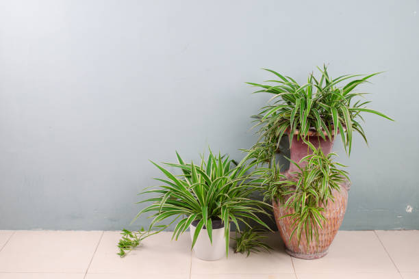 istock Fresh Spider Plant (Chlorophytum bichetii). Evergreen tree in flower pot, isolated on white wall texture background. Flowerpot bloom in office, home interior decor. House design pattern 2169876908
