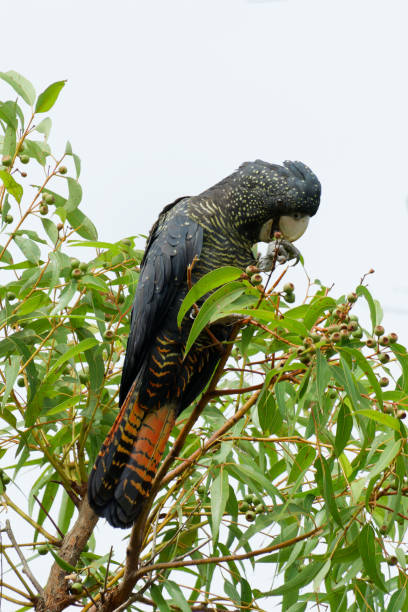 istock Red Tailed Black Cockatoo 2169877225