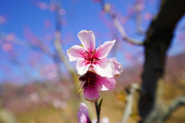Pink Blossom Flower on Tree Branch