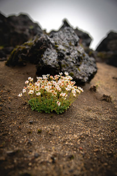 istock Saxifraga flower 2169877699