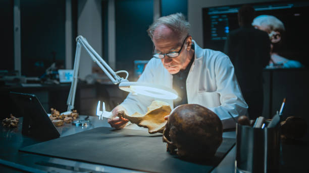 istock Senior archaeologist measures and studies fossil bones, uses tablet computer 2169877807