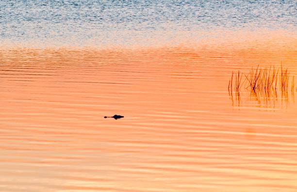 istock Florida alligator at sunset 2169878264