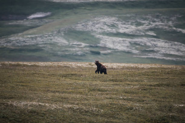 istock Bear in the Kamchatka tundra 2169878907