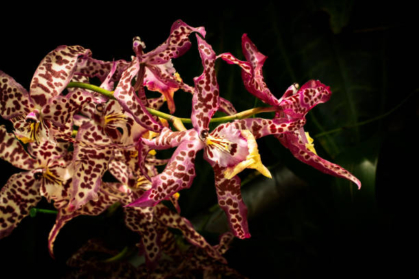 istock Pink Spotted Orchid 2169878966