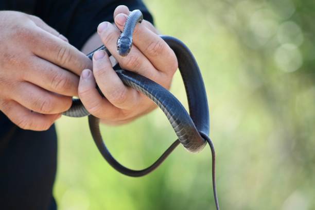 istock Florida black racer snake 2169880126