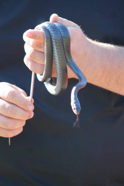 istock Florida black racer snake 2169880130