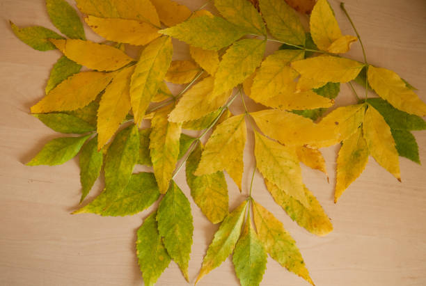Autumn dry ash leaves on the table, beautiful composition, top view. Nature and beauty concept.