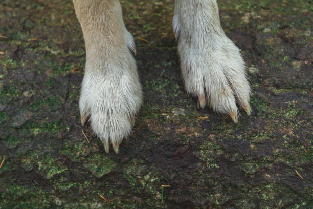 istock dog paws close-up standing on the log 2169880715