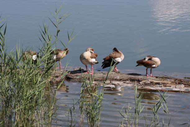 Group of egyptian gooses at pond
