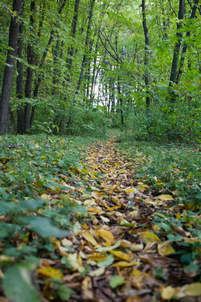 The path between the trees is covered with leaves, autumn parks. Autumn is coming