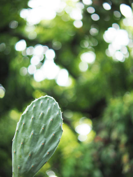cactus opantia in house pot plant