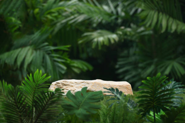 istock Stone podium tabletop floor in outdoors tropical garden forest blurred green leaf plant nature background.Natural product placement pedestal stand display,jungle paradise concept. 2169883029