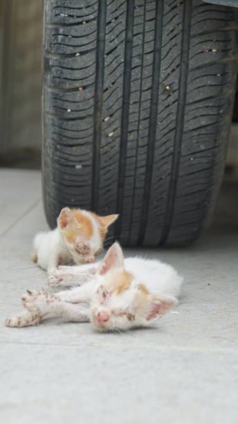 istock Cat in front of car tire 2169883495