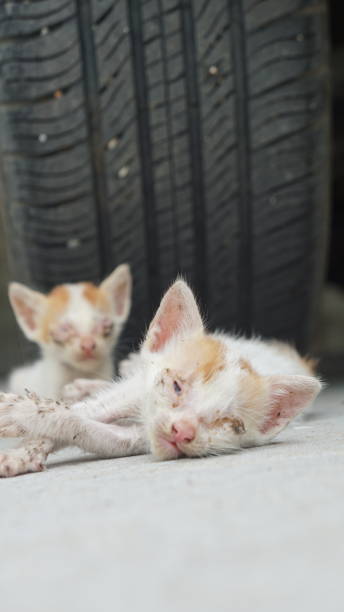 istock Cat in front of car tire 2169883517