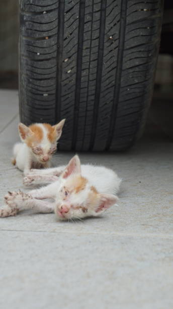 istock Cat in front of car tire 2169883537
