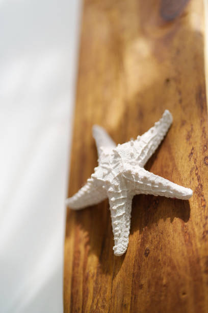 A starfish delicately placed on a wooden board with a soft focus effect, highlighting its textured arms while gently blurring the background. The wooden surface adds a rustic feel, complementing the natural beauty of the starfish. The soft focus evokes a calm, coastal vibe, as if the starfish was just found on a beach.