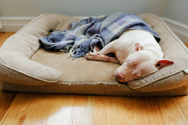 istock Sleeping White Pit Bull Shar Pei Mixed Dog Covered By Blanket 2169885847