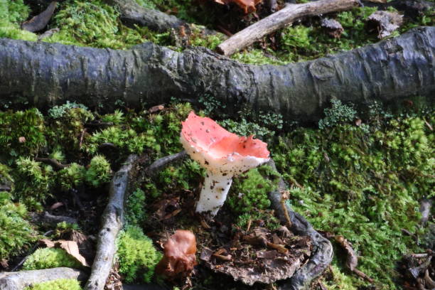 istock A Lone Mushroom In The Forest 2169886730