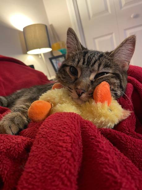 istock Rajah and Duckie 2169887859