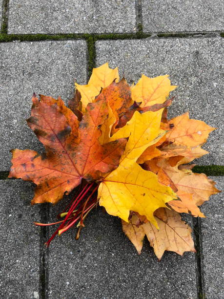Autumn leaves beautiful foliage