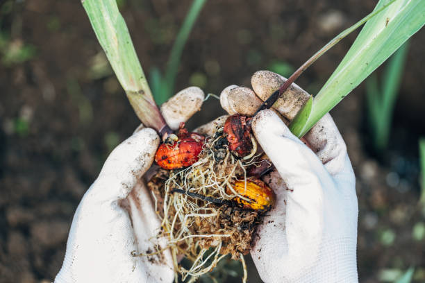 istock hands holding gladiolus flower bulb onion before planting 2169888653
