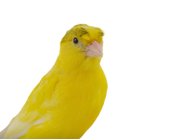 istock portrait canary isolated on white background 2169890029