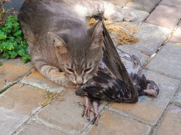 istock Cat holds a recently caught bird in its mouth 2169890432